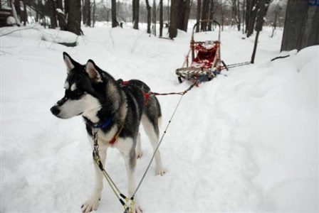 Shiloh Becomes a Sled Dog Image